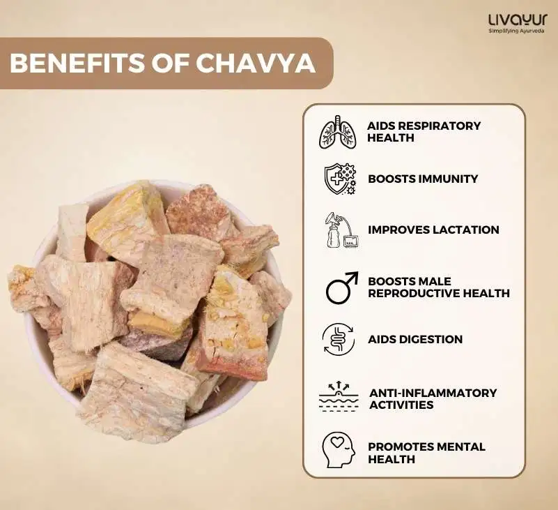 The Popularity of Chavya or Indian Kudzu Explained 1