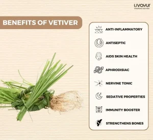 Vetiver What Is It Benefits Uses Dosage Side Effects Precautions More 1