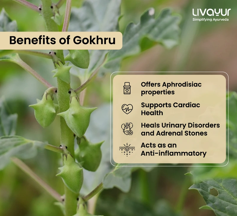 Gokhru: Benefits, Uses, Dosage, Side Effects & More