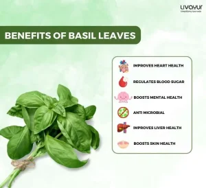 Benefits Of Using Basil Leaves