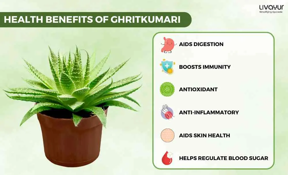 Exploring the Health Benefits of Ghritkumari 1 11zon