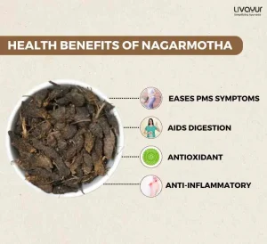 The Complete Guide to Nagarmotha Benefits Uses Precautions Dosage And More 1 11zon