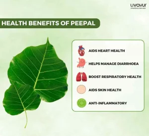 Discover The Ayurvedic Benefits Of Peepal Its Uses 5 11zon
