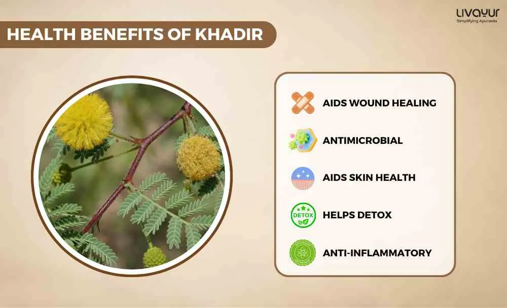 Discover The Incredible Benefits Of Khadir And Its Uses 1 8 11zon 1