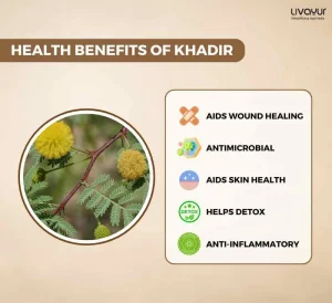 Discover The Incredible Benefits Of Khadir And Its Uses 3 11zon
