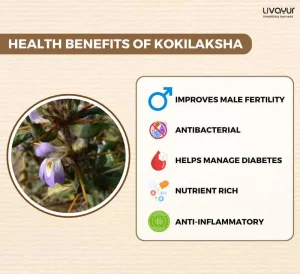 Discover The Incredible Benefits Of Kokilaksha And Its Uses 1 1 2 11zon