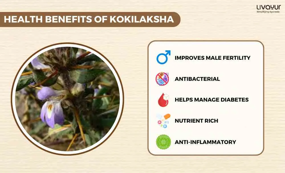 Discover The Incredible Benefits Of Kokilaksha And Its Uses 1 2 7 11zon