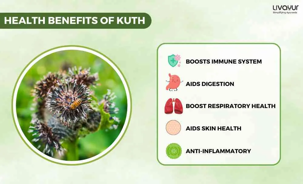 Discover The Incredible Benefits Of Kuth And Its Uses 1 6 11zon