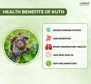 Discover The Incredible Benefits Of Kuth And Its Uses 1 11zon