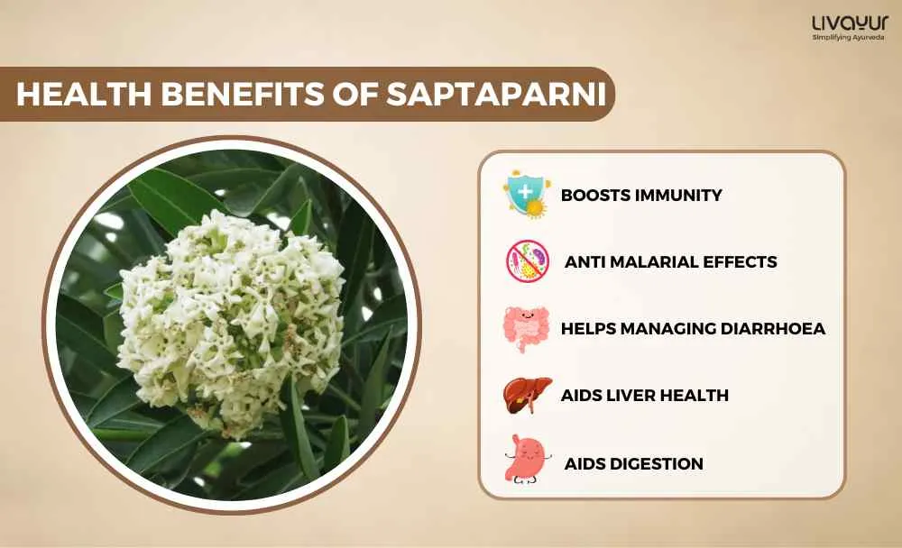 Discover The Incredible Benefits Of Saptaparni And Its Uses 1 11zon