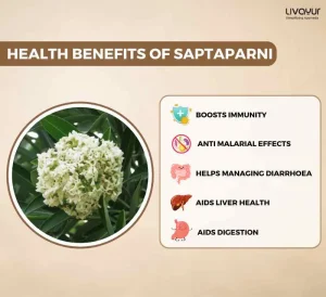 Discover The Incredible Benefits Of Saptaparni And Its Uses 11zon